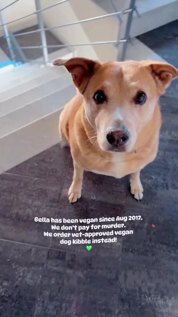 @That Vegan Teacher Miss Kadie