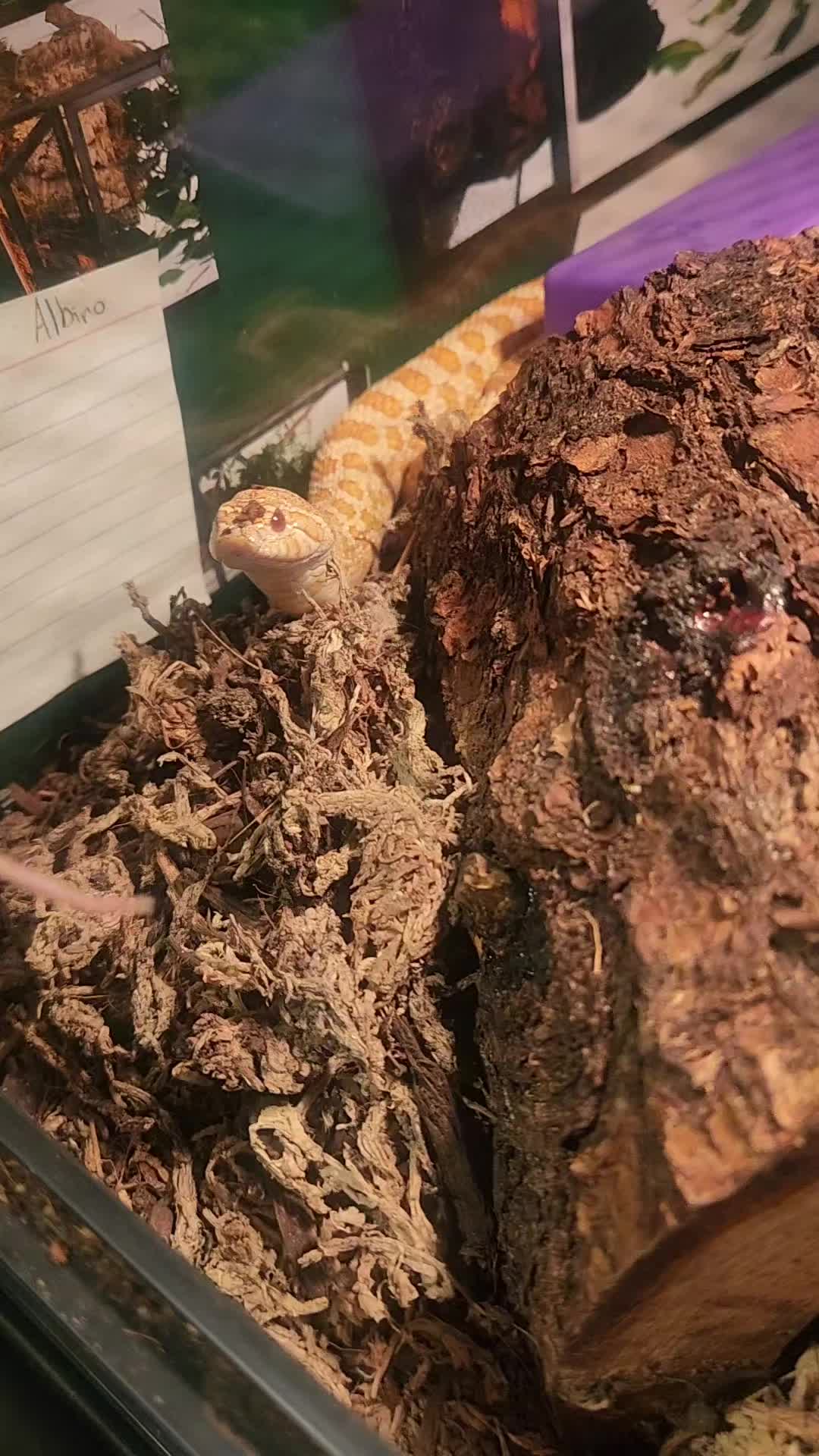 @Ballard’s Reptiles