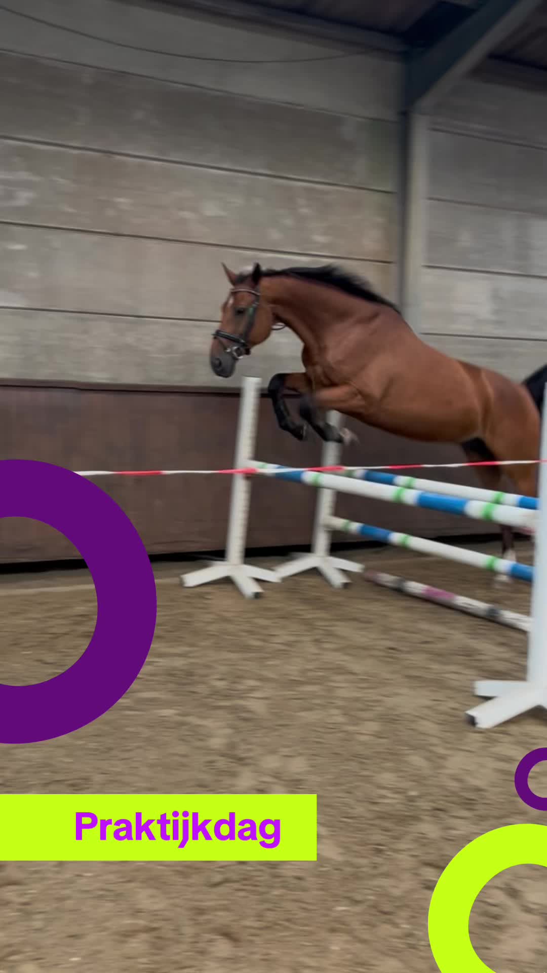 @Paardensport & -houderij Curio