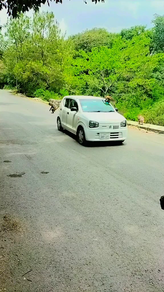 @H A S