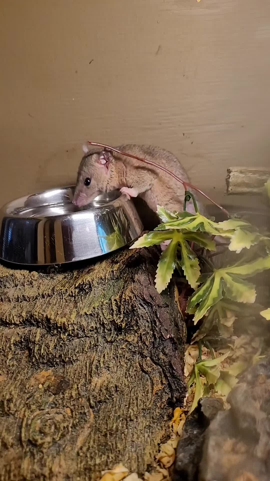 @My Little Exotic Zoo