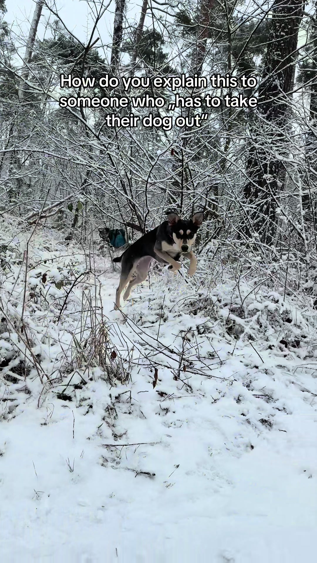 @🐾