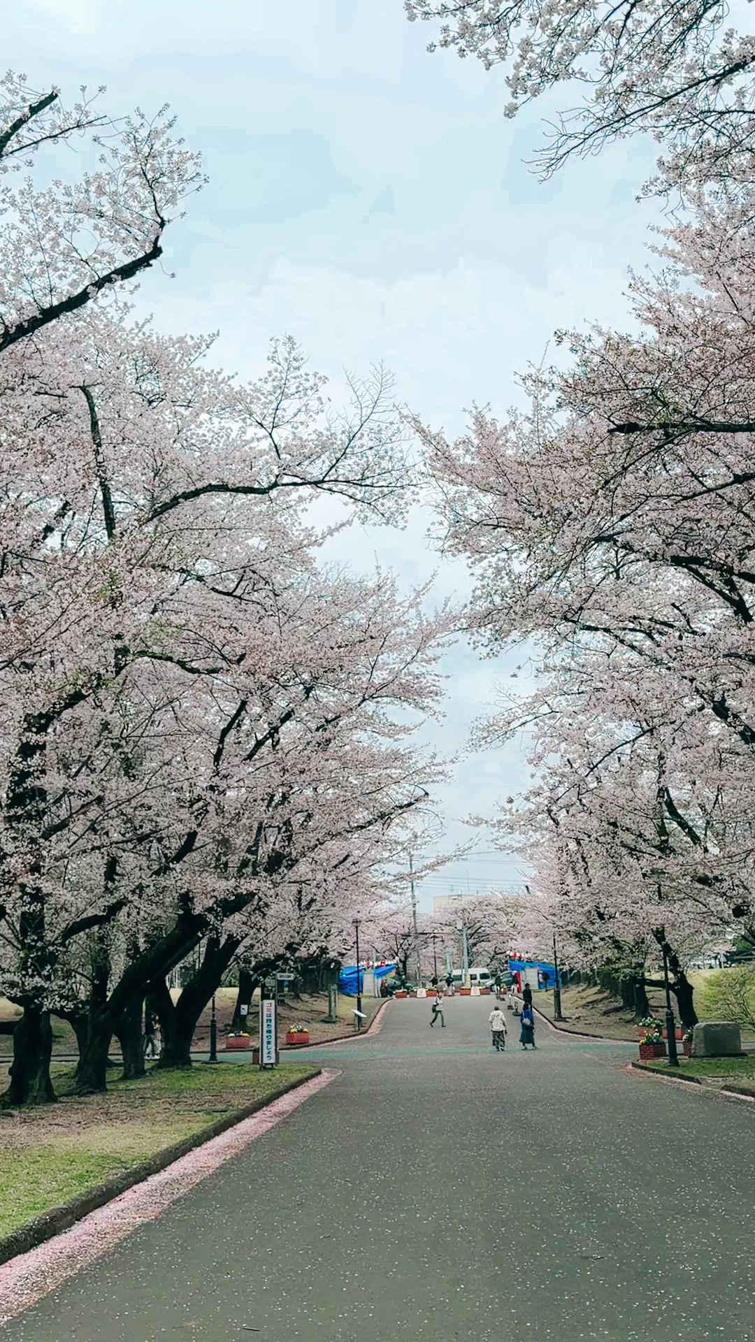 @NihonVoyages