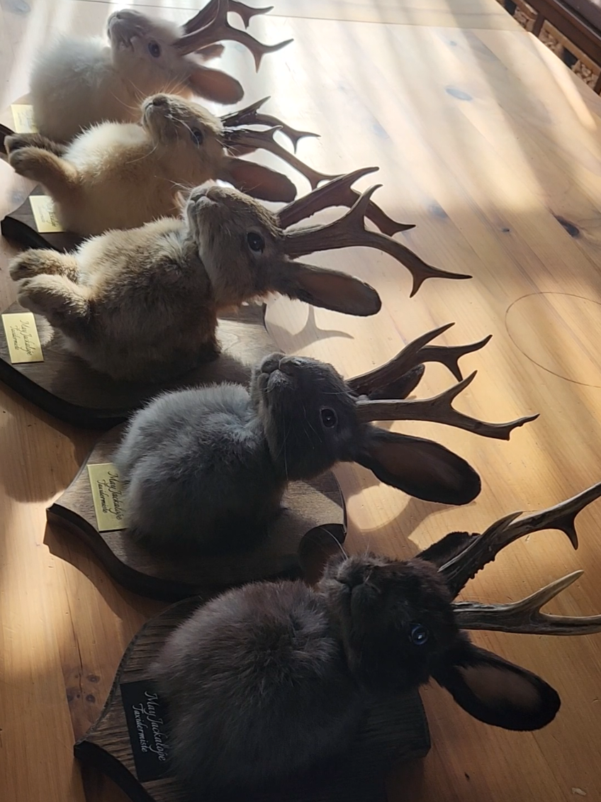 @May Jackalope Taxidermy 🇨🇦