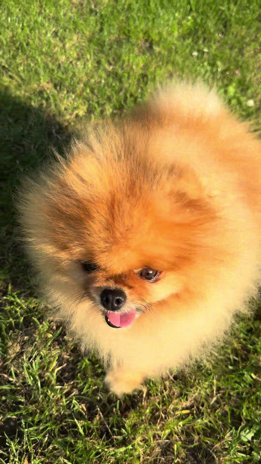 @yoshi.thepom