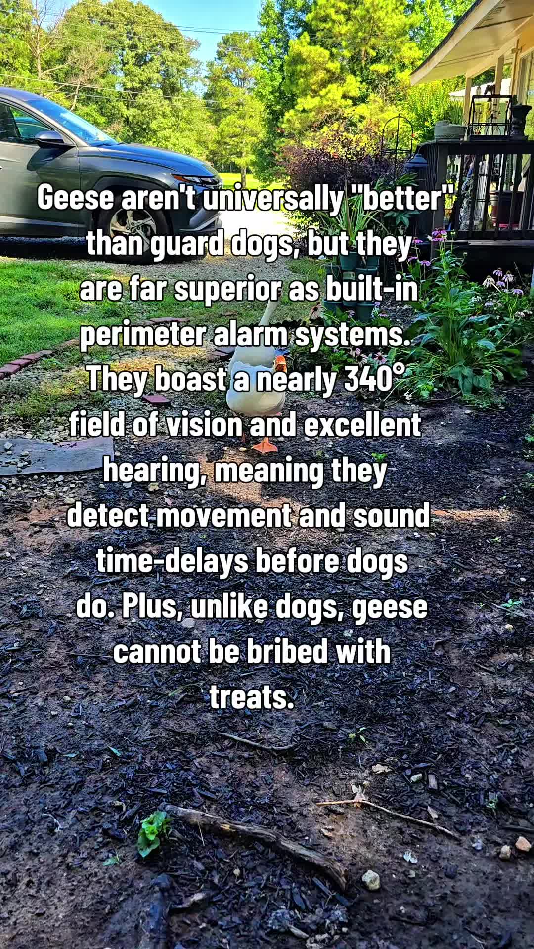 @Skeletonsonbeaverpond❌️🦆☠️