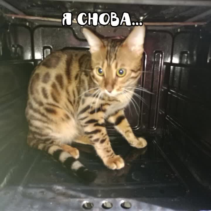 @Леон Великий
