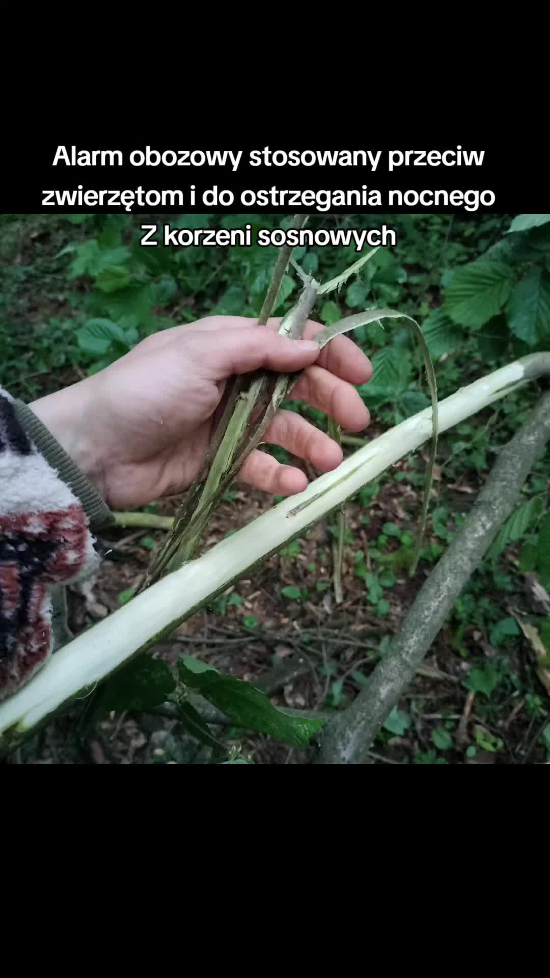@Zielsko Szeptuchy