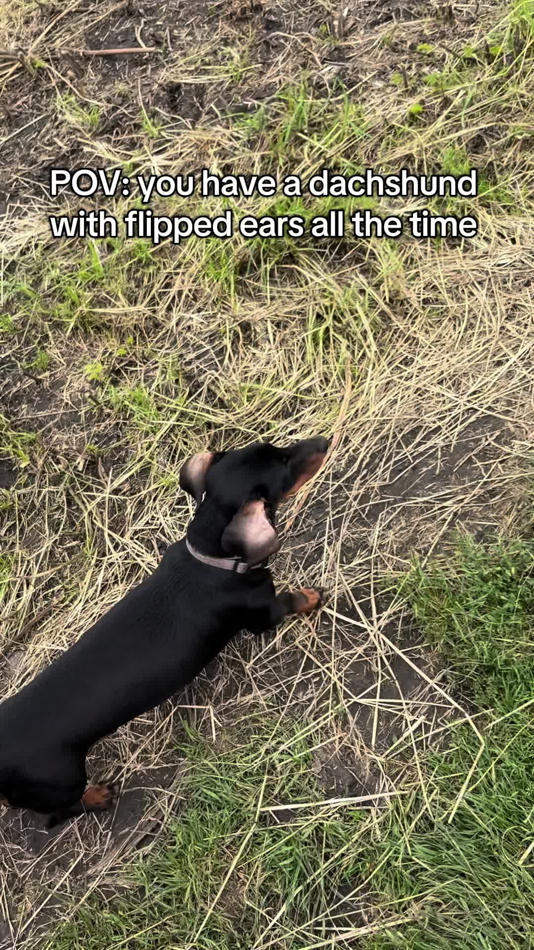 @Pure Paws