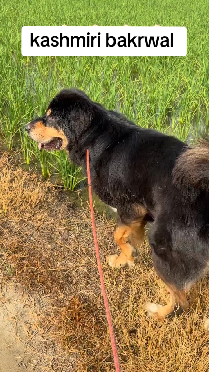 @Kashmiri_Bakrwal_Dog