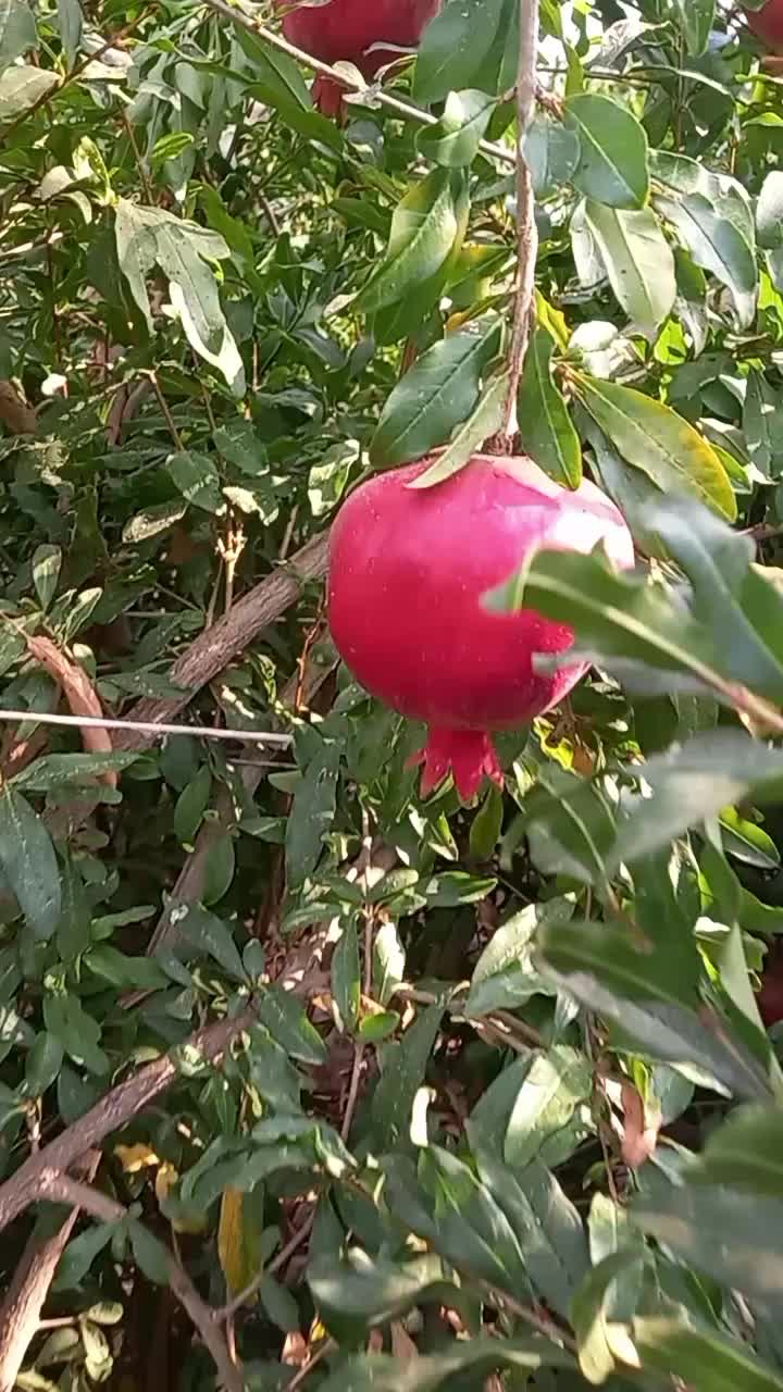 @@ EZOZA .😊