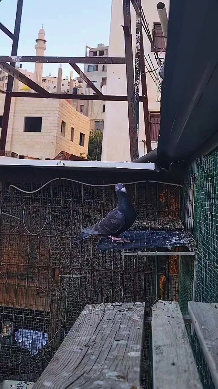 @Pigeons Tv