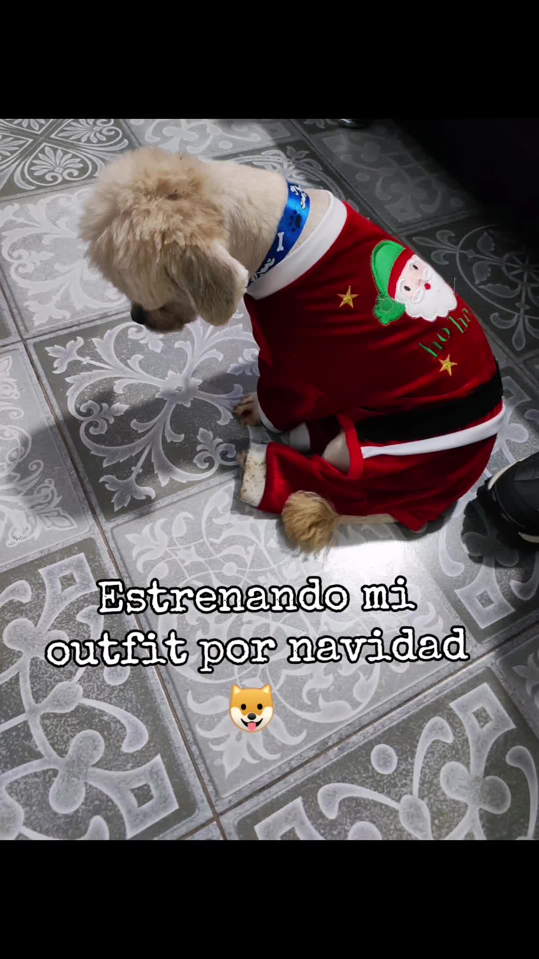 @paraqueveas👁️🐶
