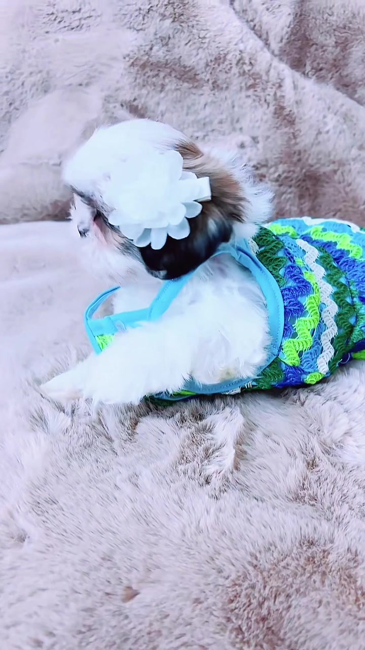 @SHIHTZU SOIRÉE