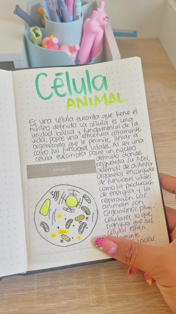 @BEARY CUTE 🌼 Curiosidades