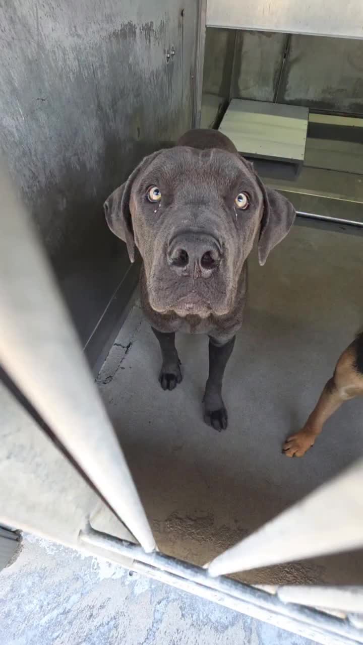 @Saving Mastiffs