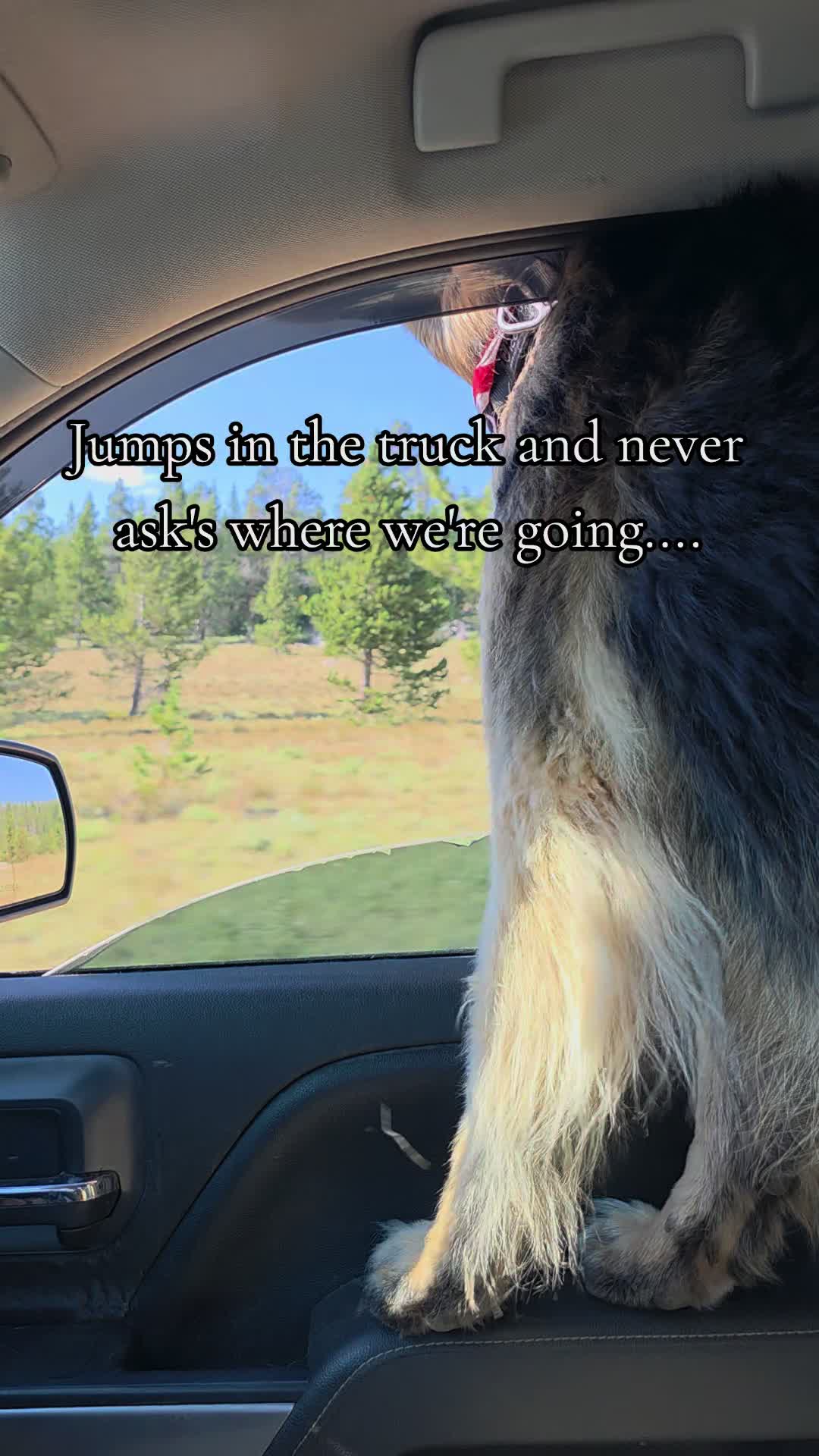 @Those_3_sheps