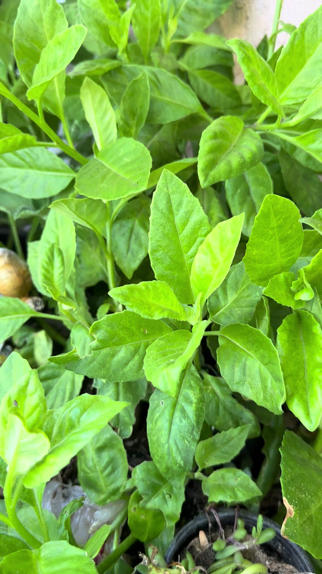 @RemesGarden