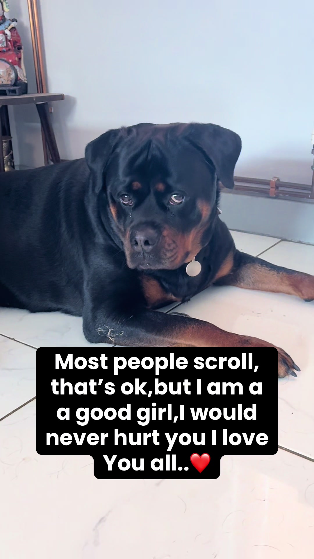 @❤️Rottiexena❤️Rottweiler Dog