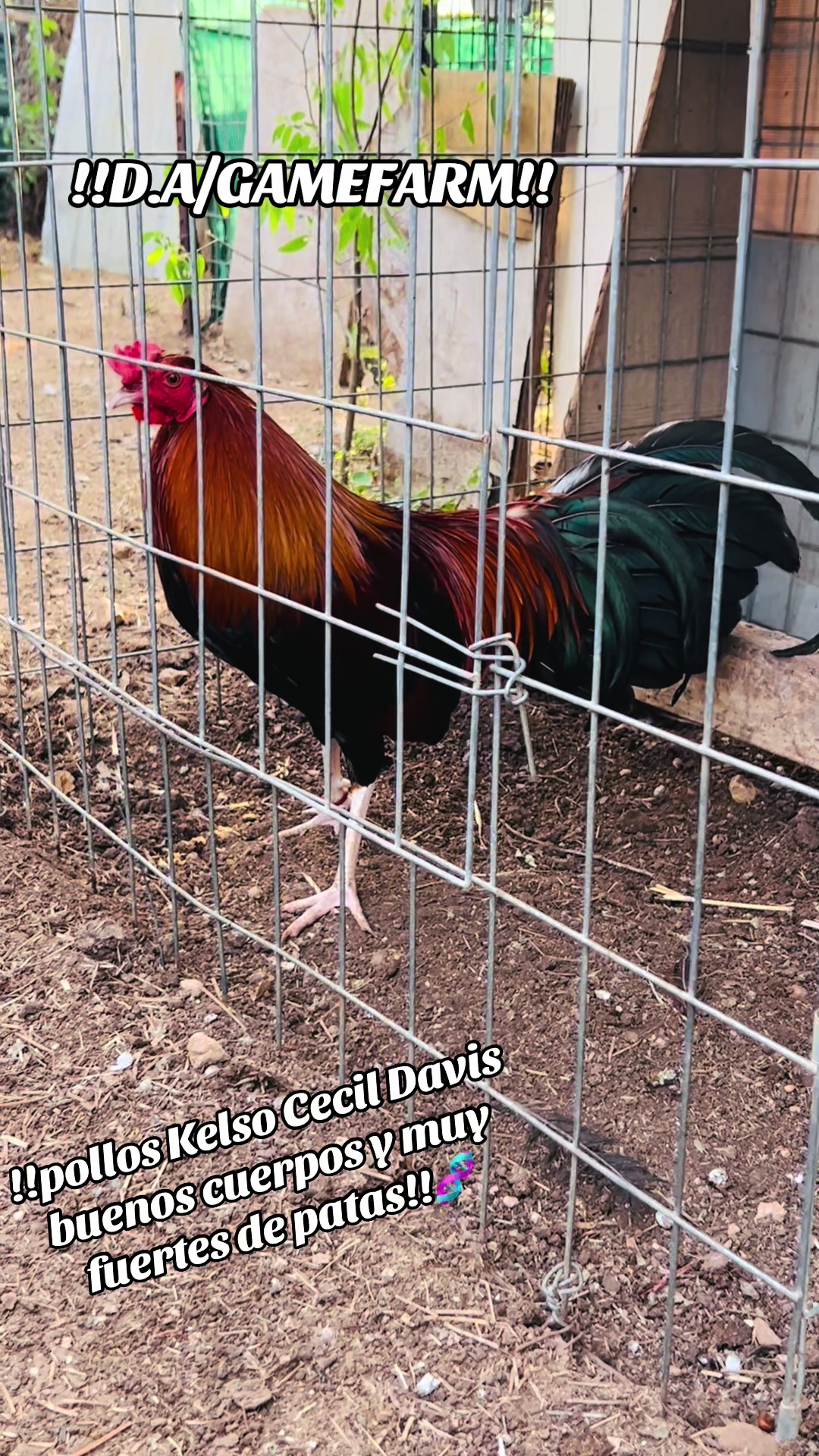 @DAgamefarm