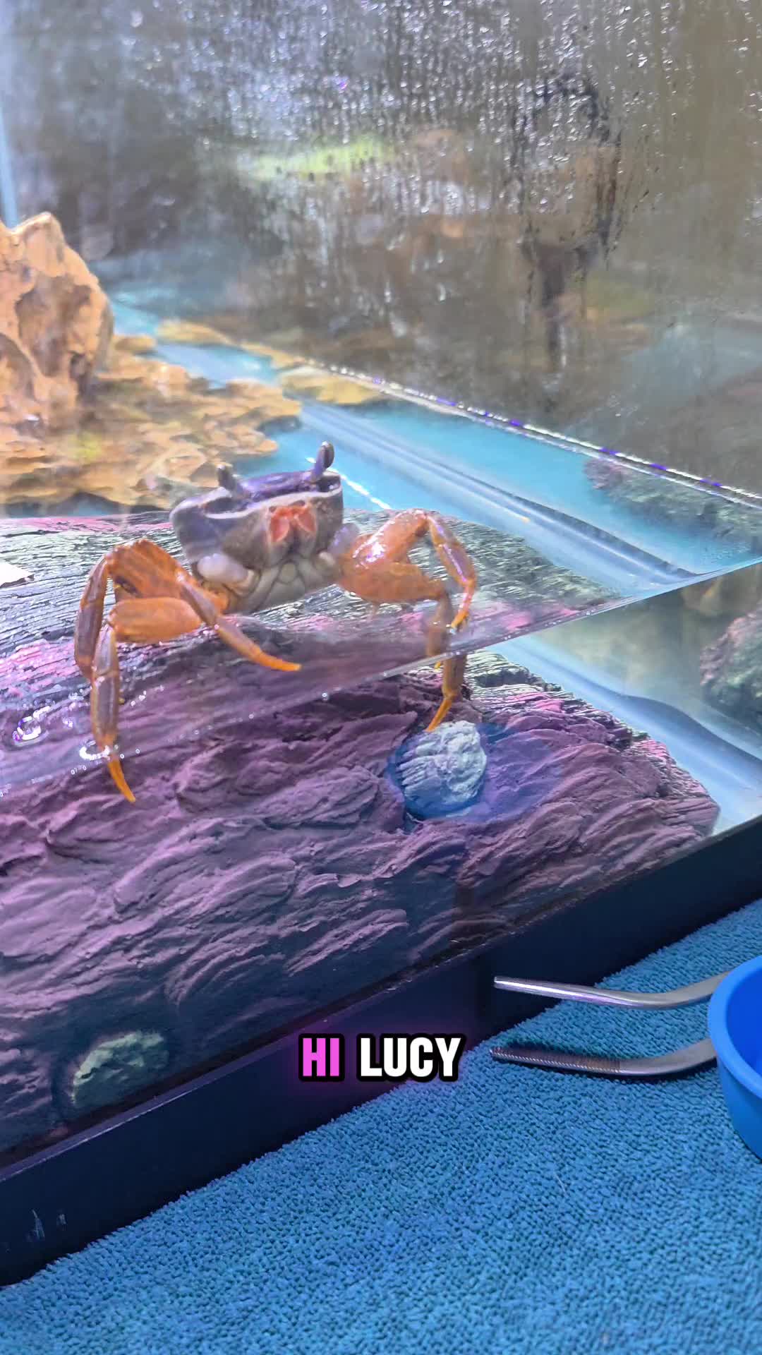 @Howie The Crab