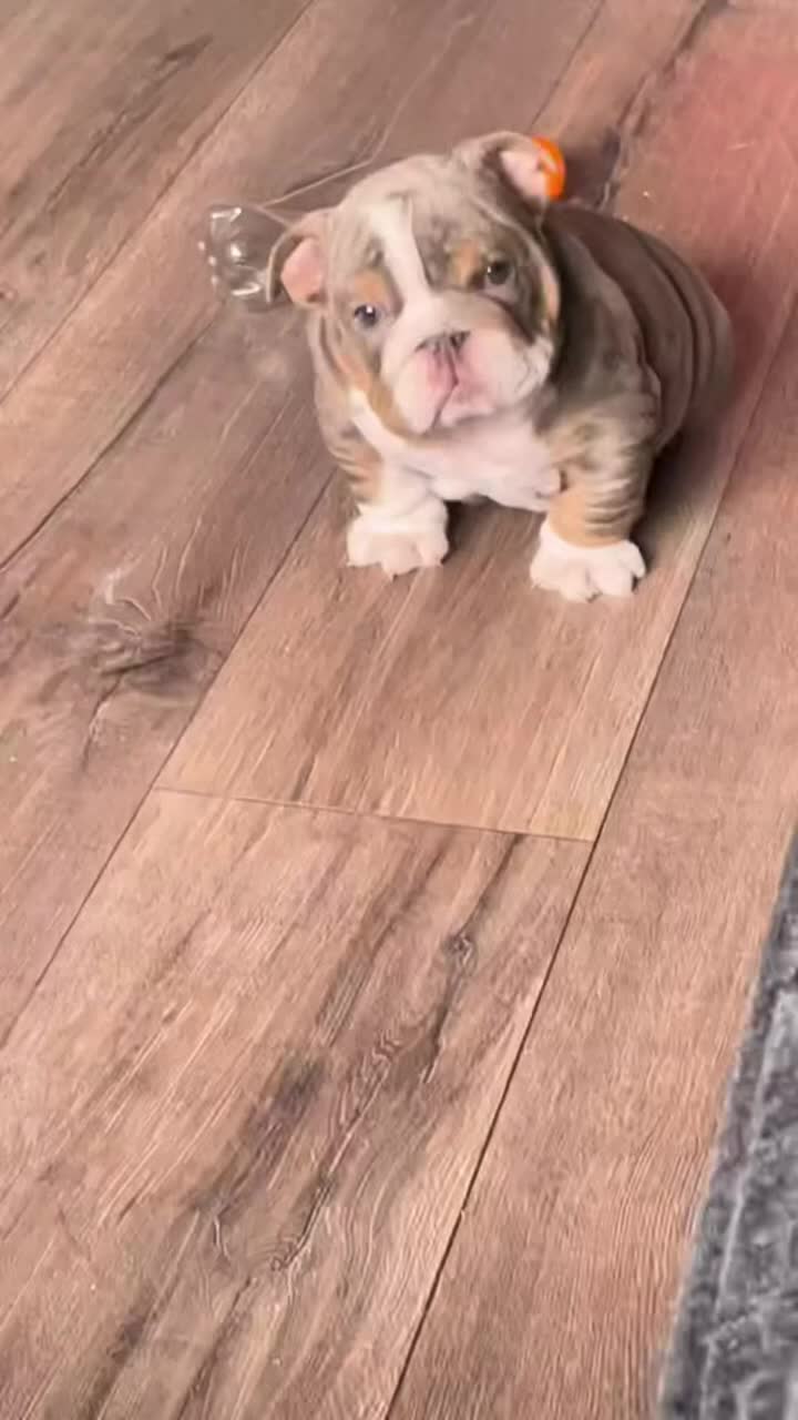 @El diario de Lia🐶🐾