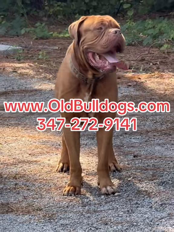 @OGMasterOfAllBulldogs