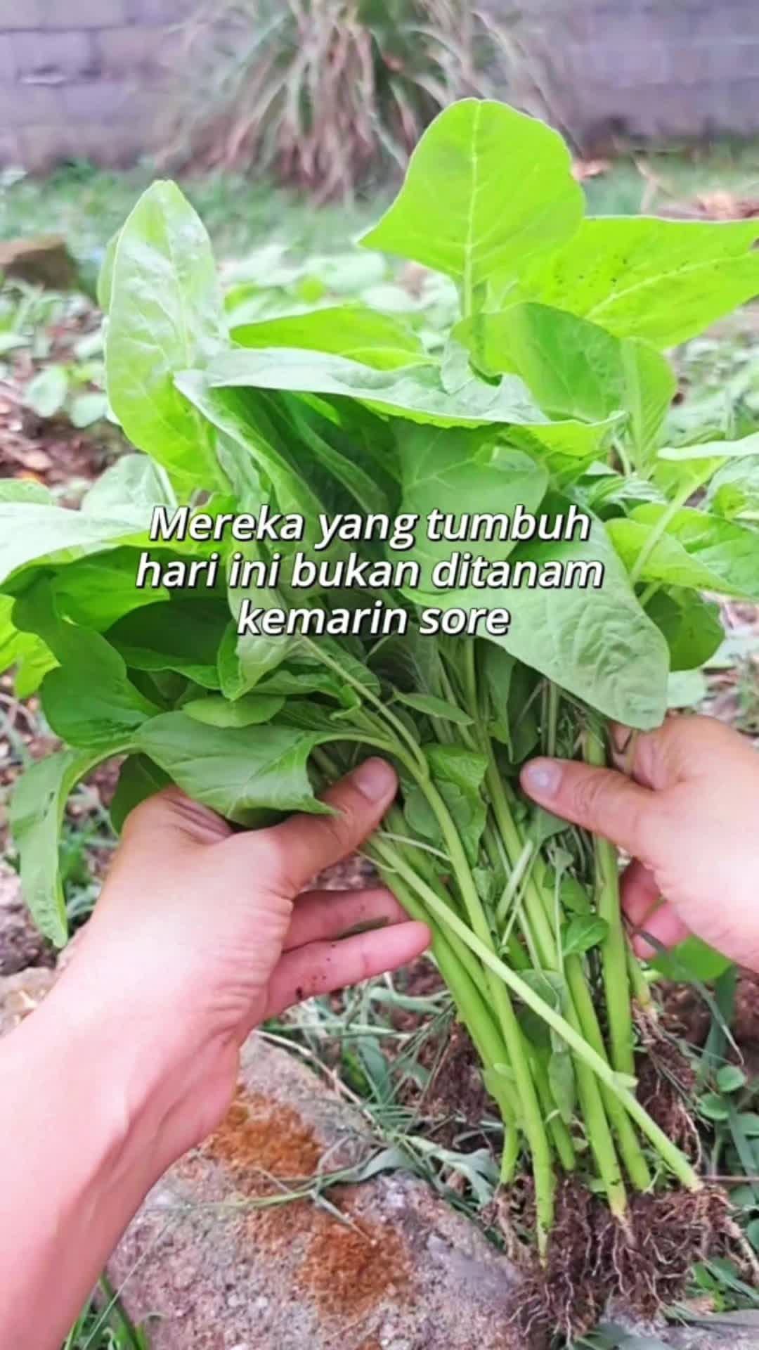 @Lusiaagarden