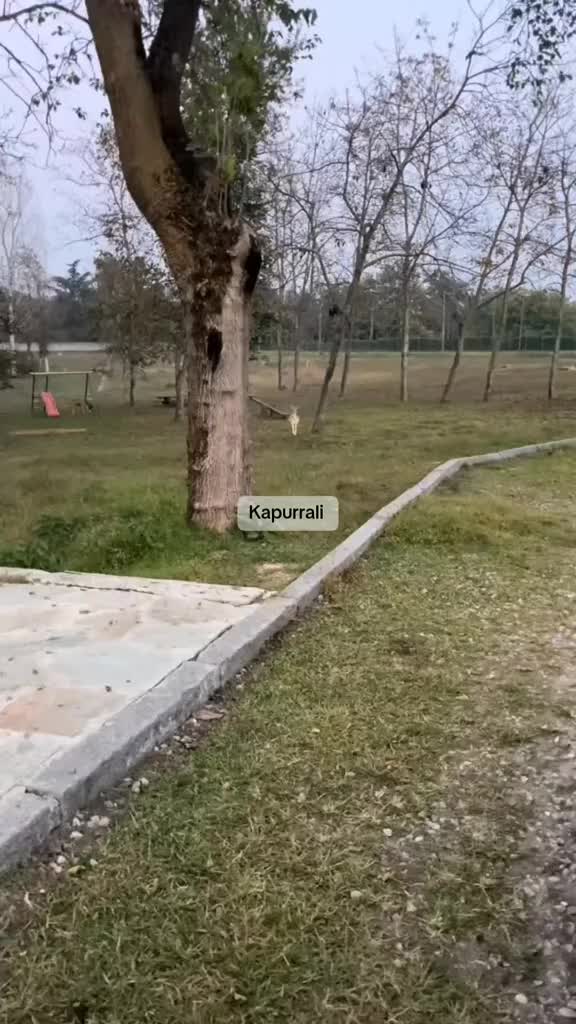 @Kapurrali