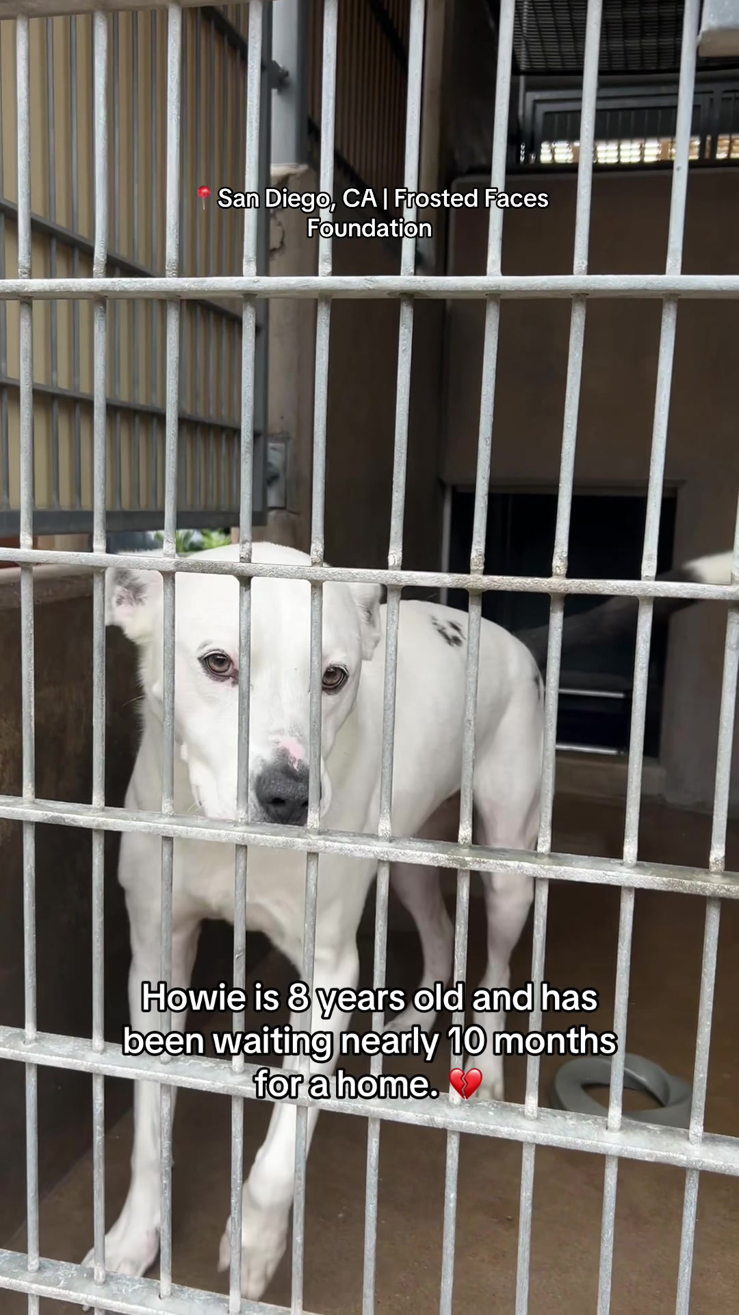 @Adopt a Pet