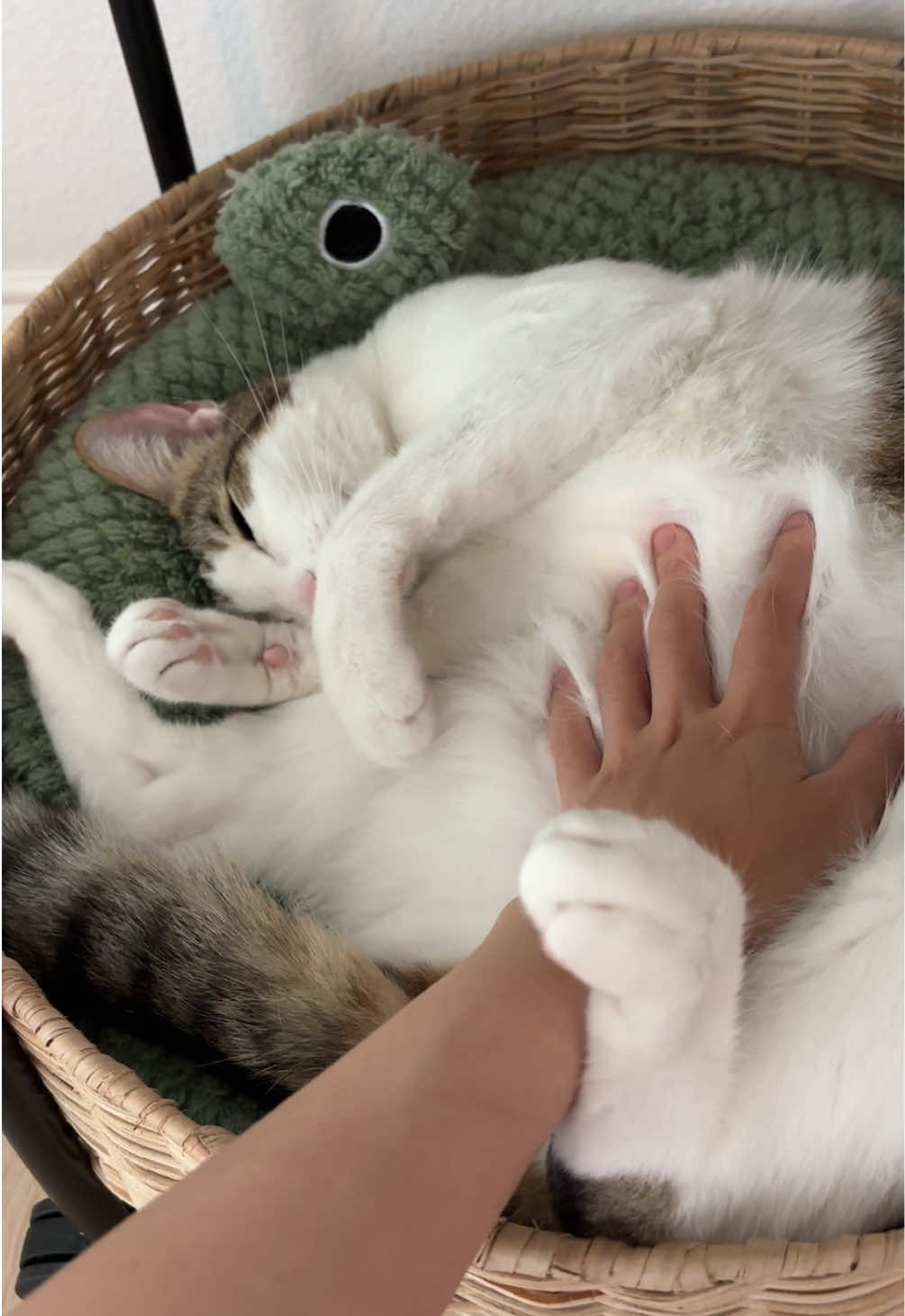 @Mimi Wawa Meow