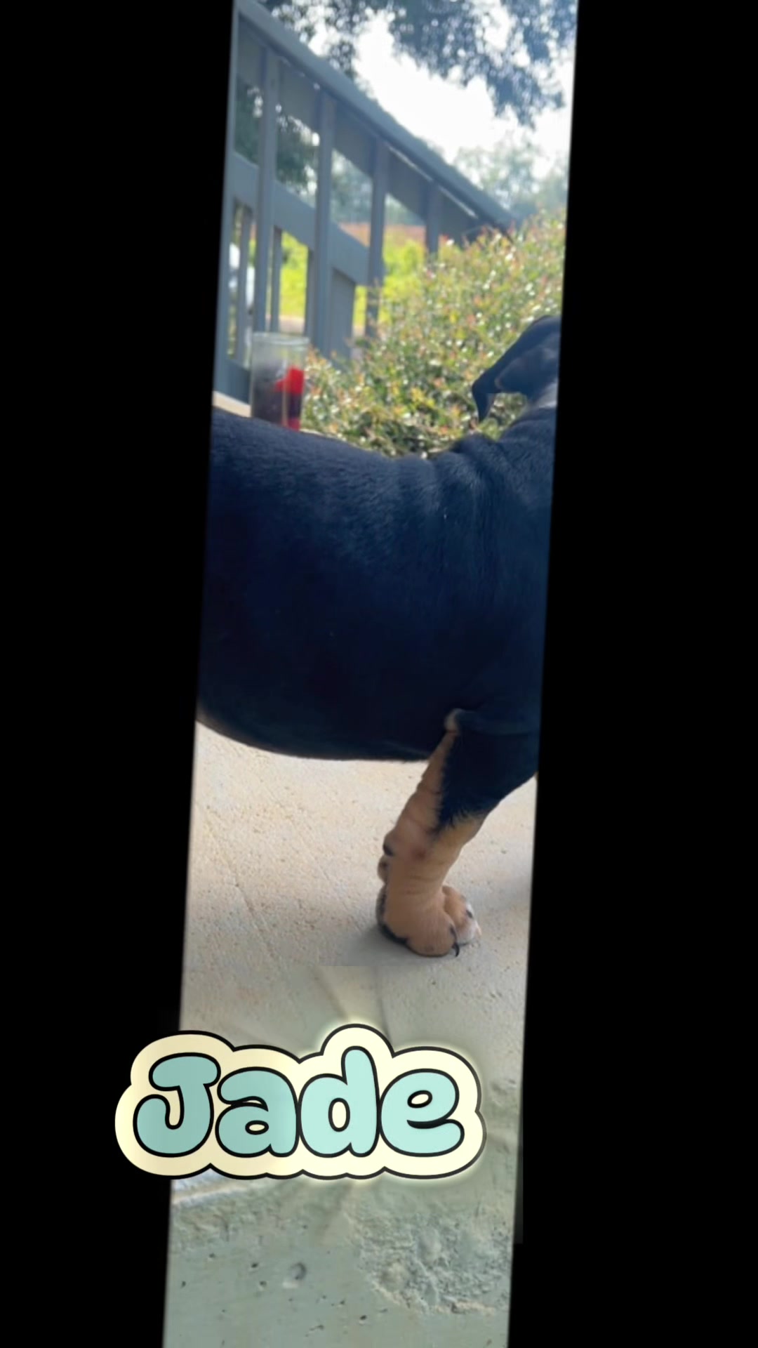 @gardnerkennel08