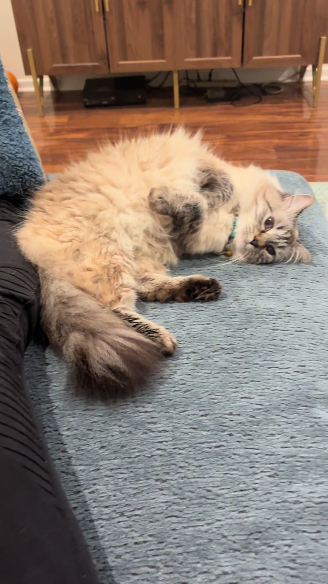 @Brock Meowsnar