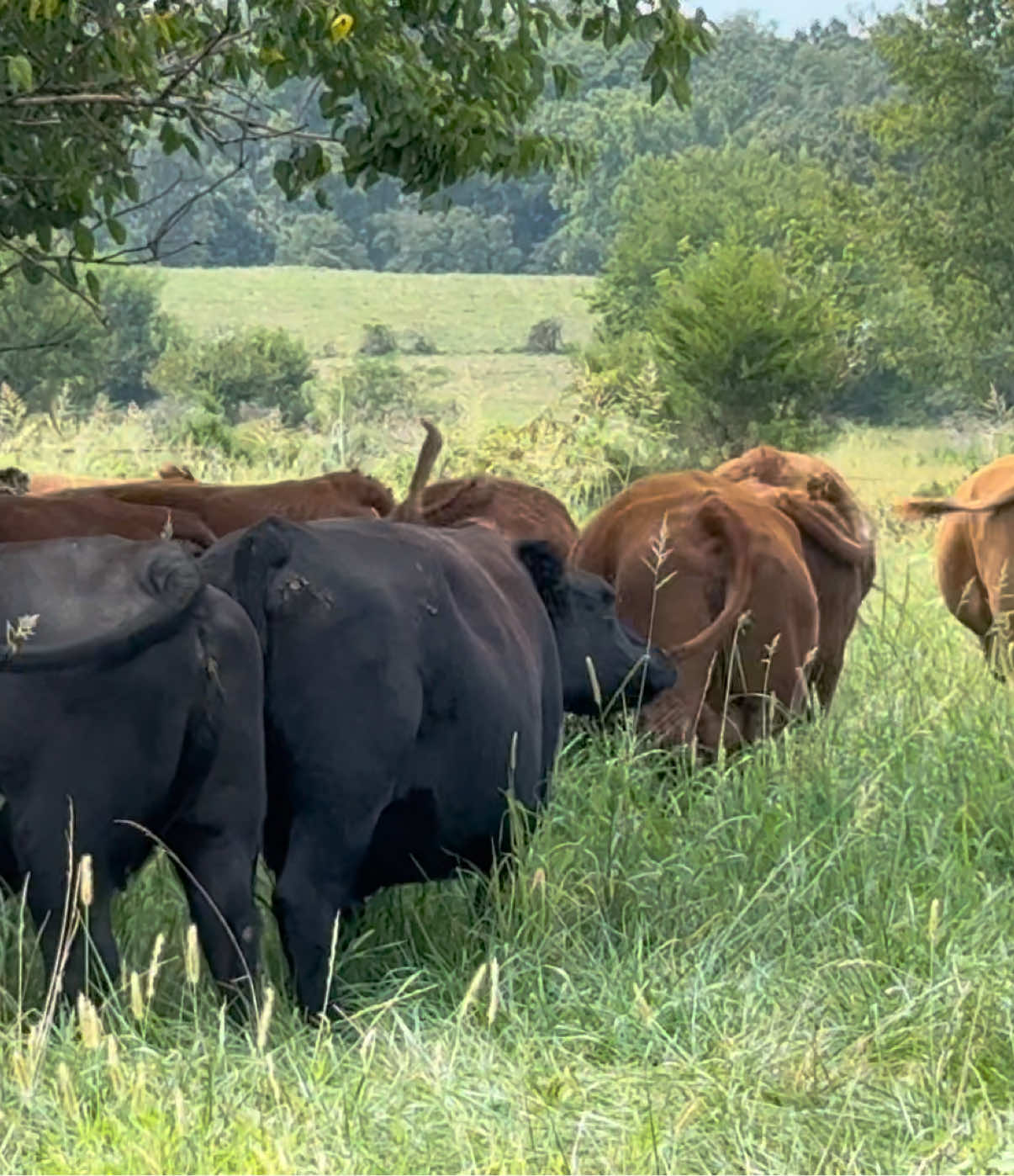 @Massey Land & Cattle