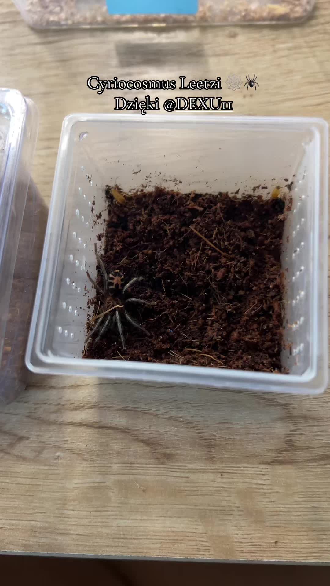 @Tori Spiders