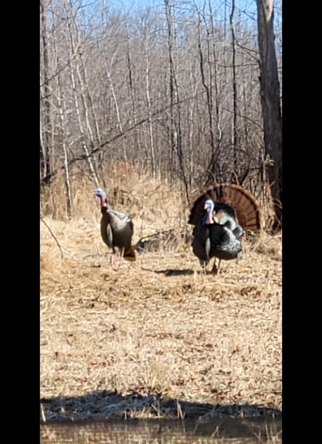 @Wisconsin Trapper