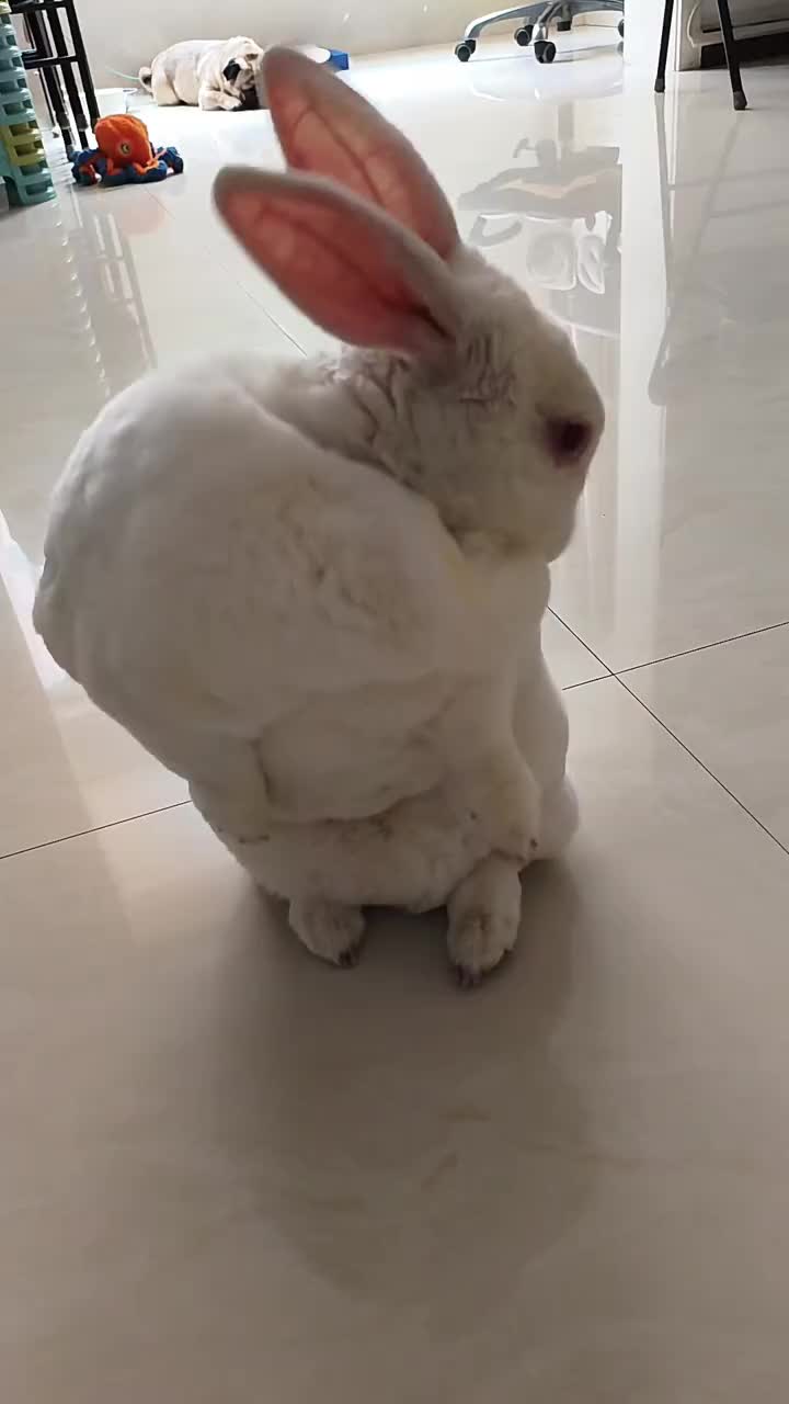 @RabbitNow19