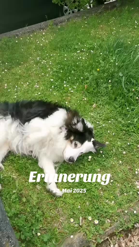 @Zahnfee