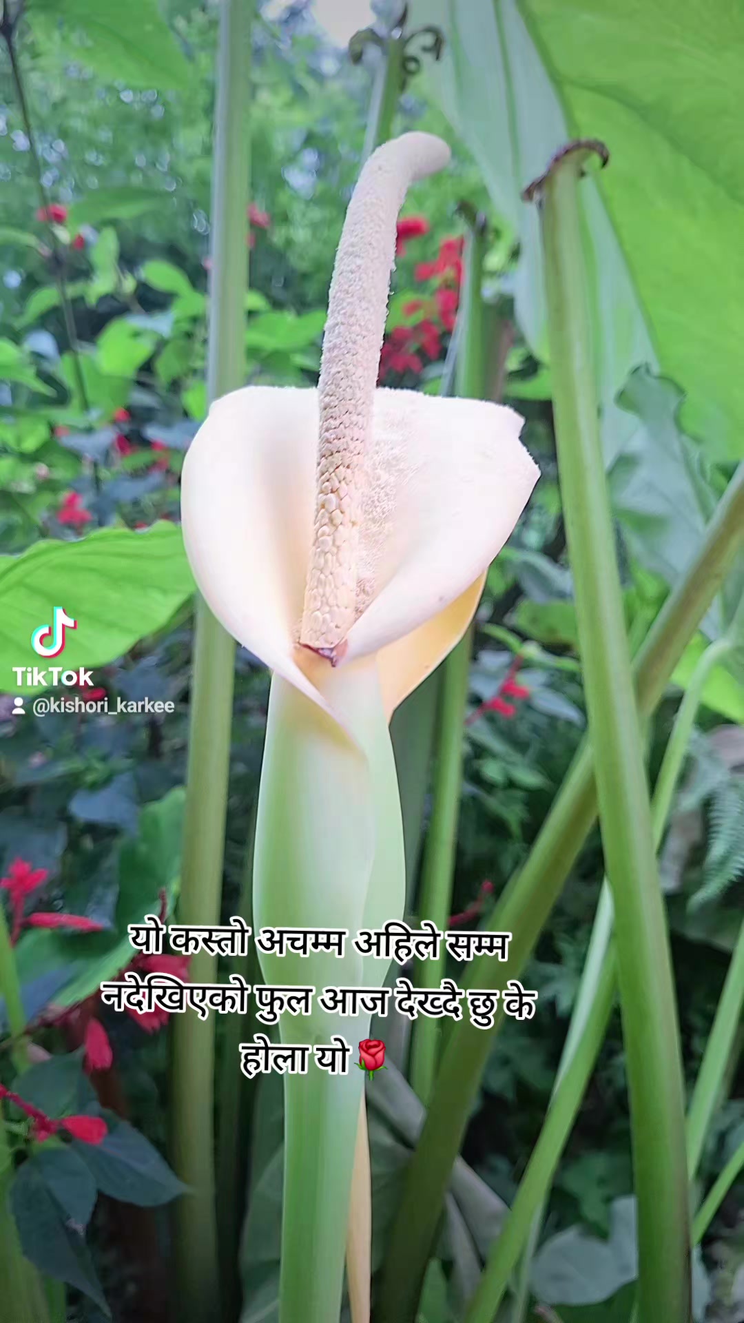 @kishori_karki
