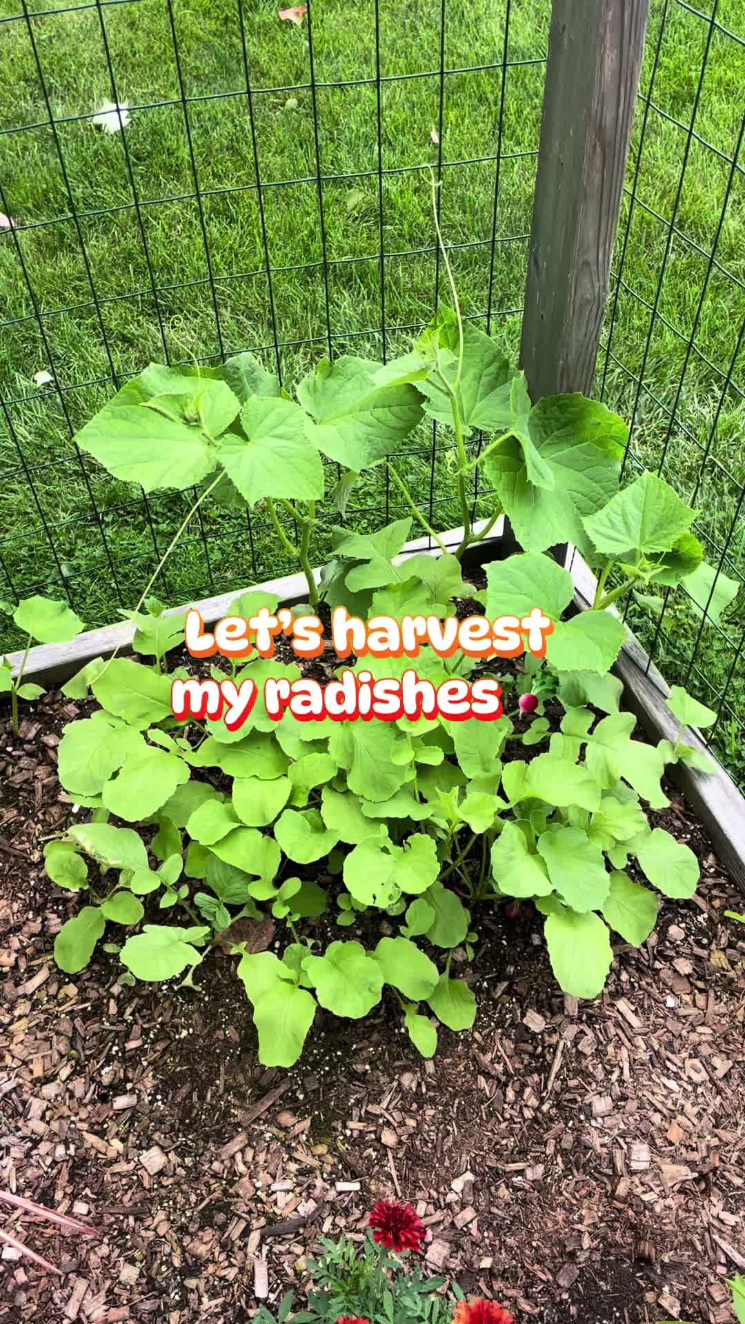 @Kim’s Happy Homestead 🌱