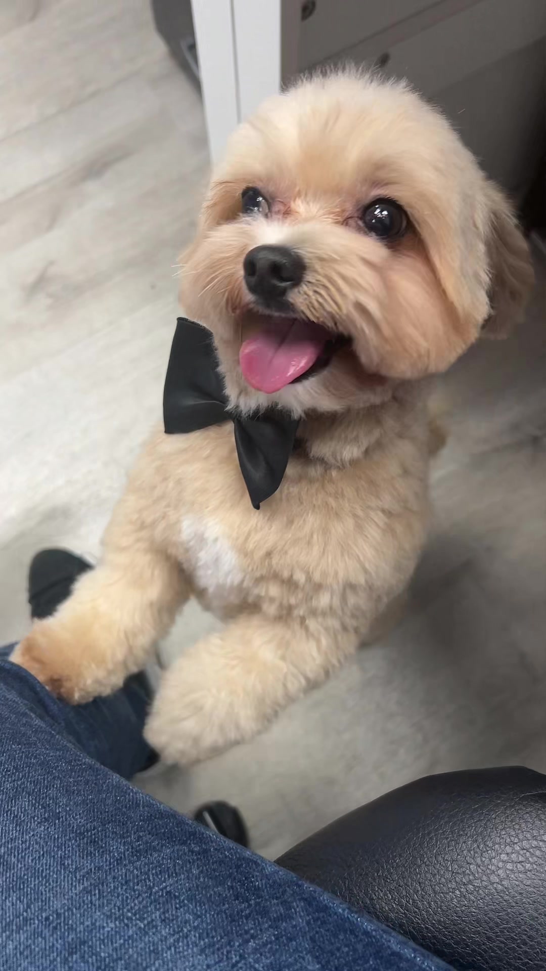 @Dog & Cat Planet