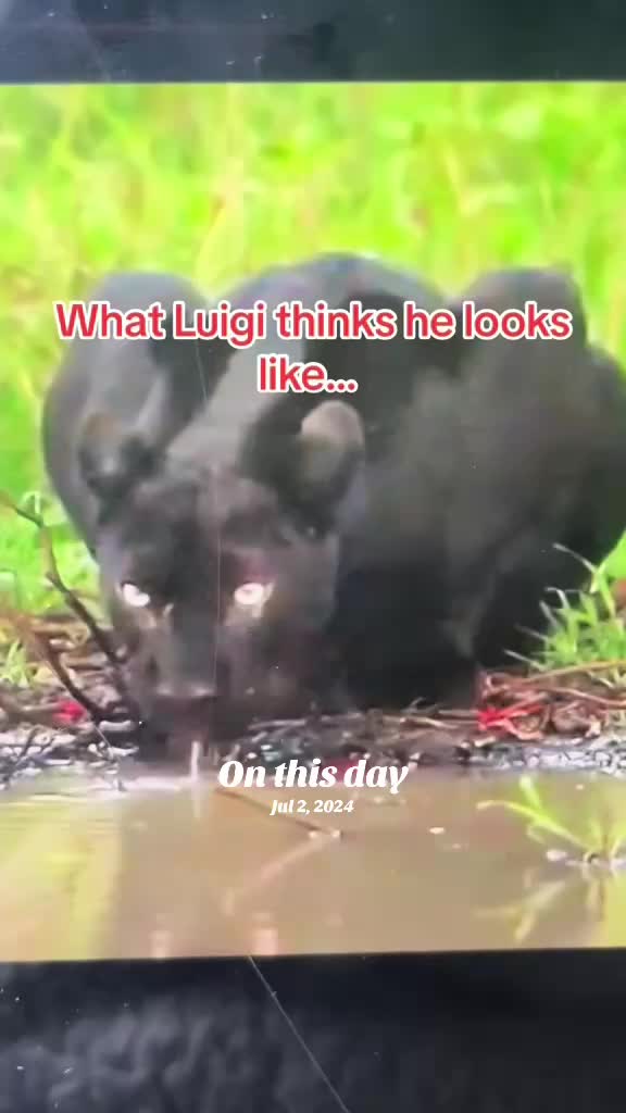 @Pablo & Luigi 🐾