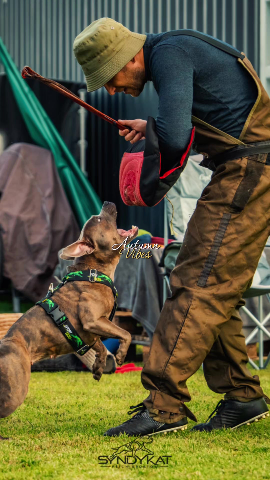 @IGP Dog Mando