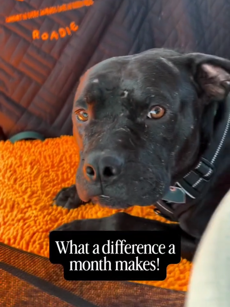 @Oakland Animal Services