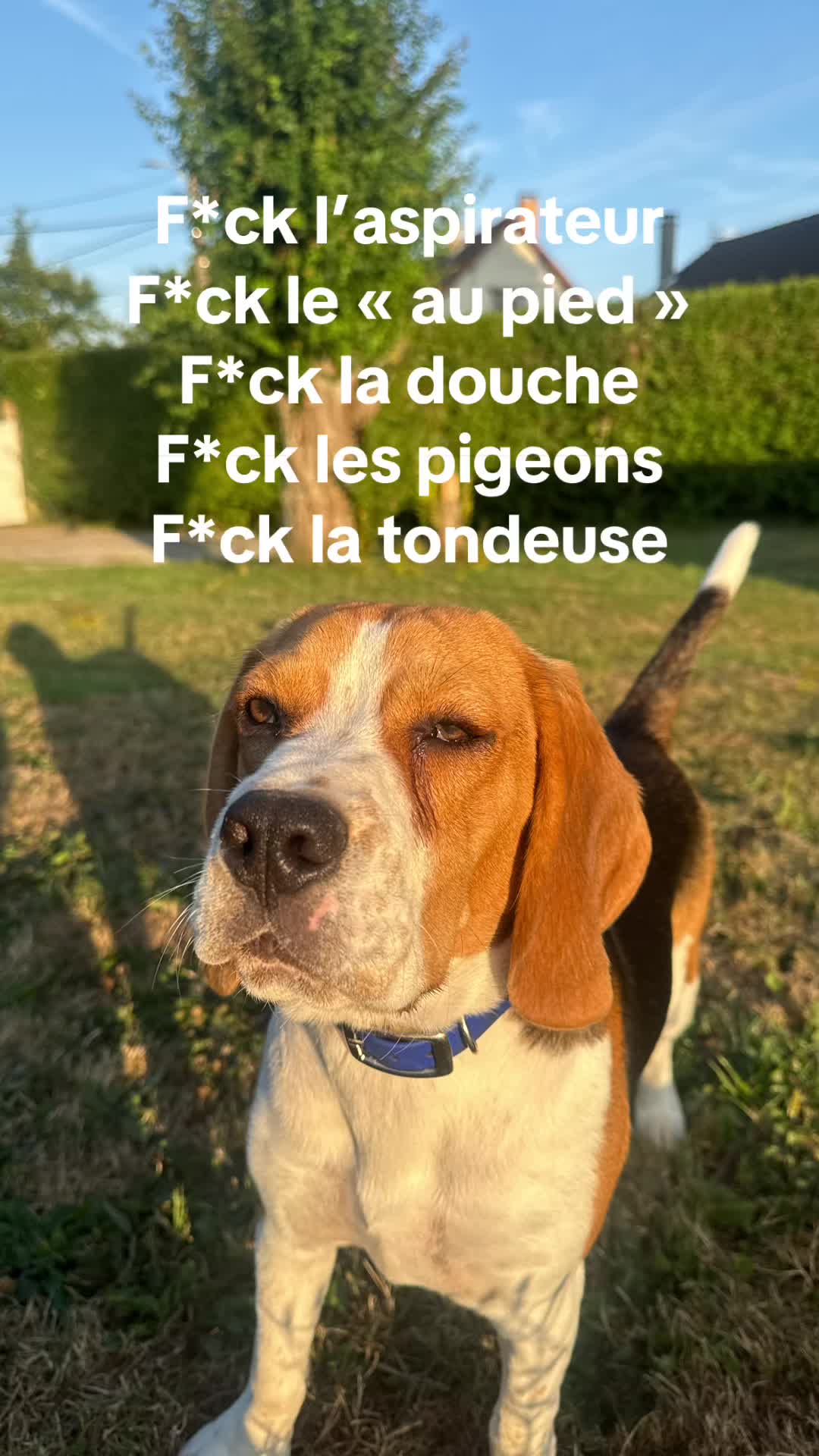 @Asko le Beagle💙