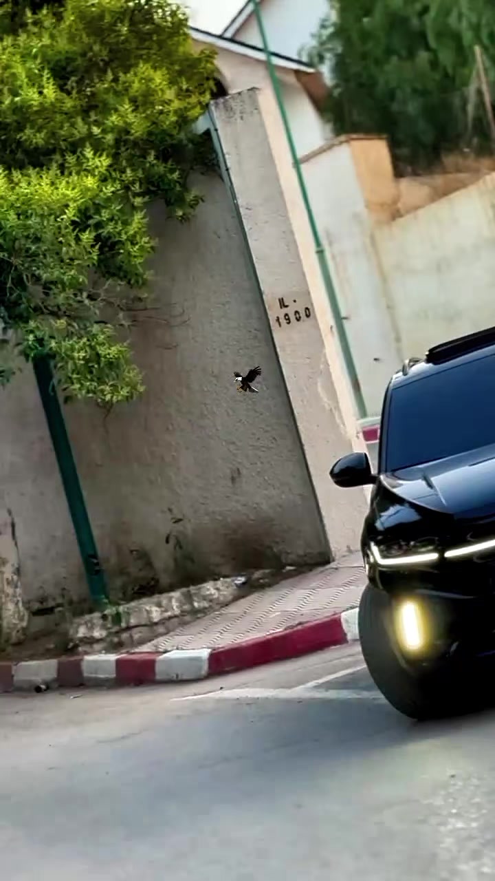 @Dz 🇩🇿