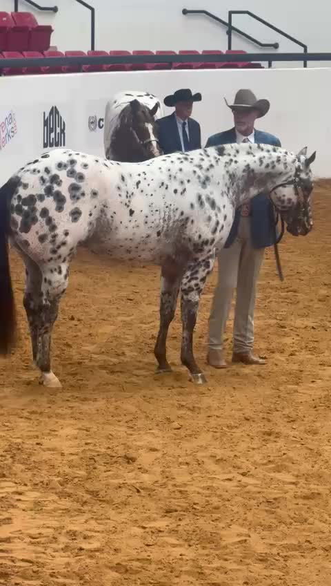@Experiencias Equinas