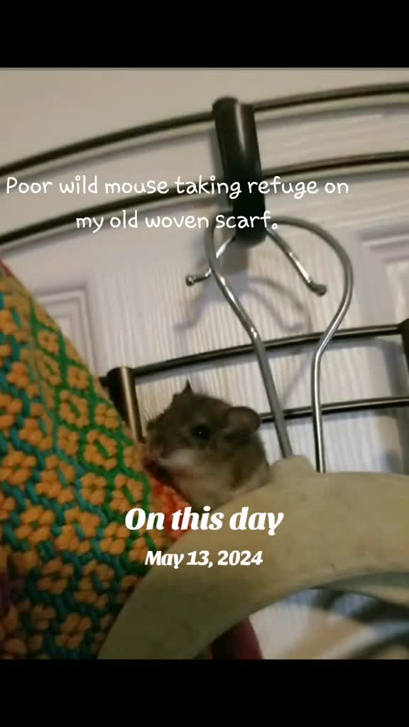 @Mommykins
