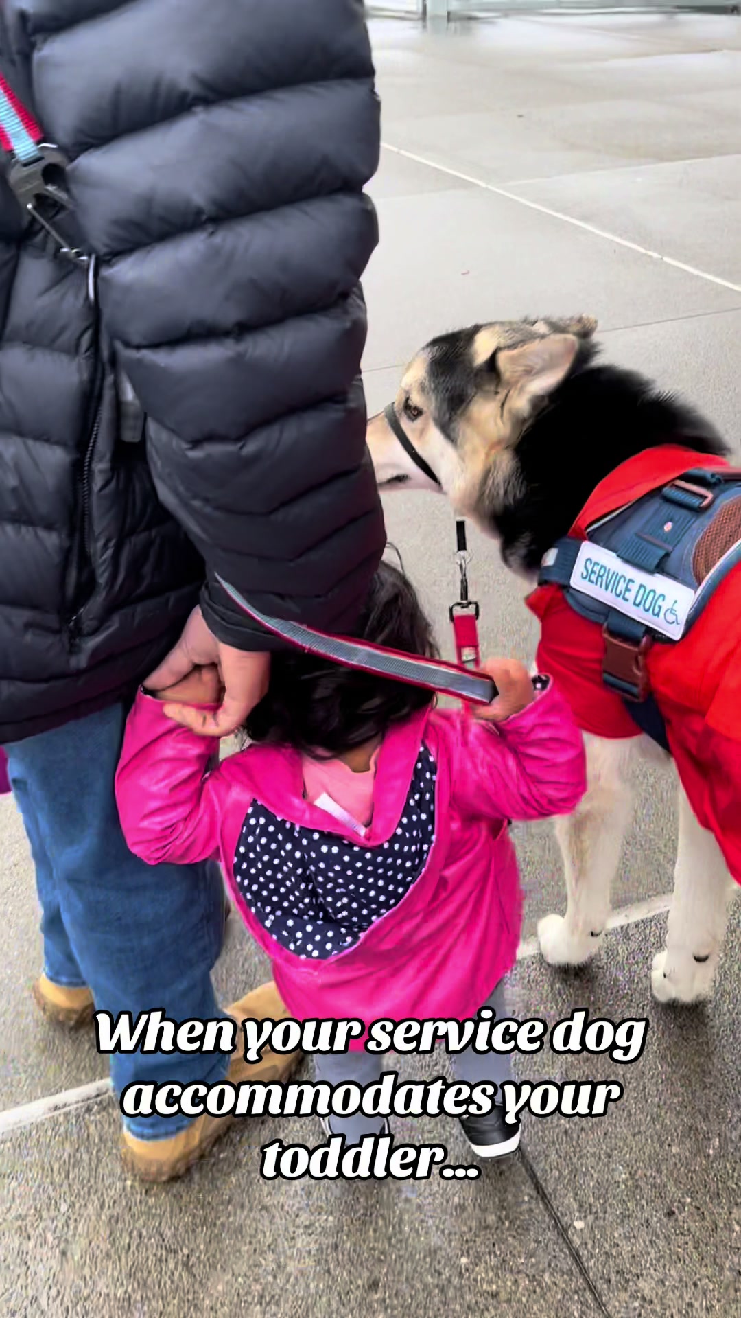 @wolfieworkingdogs