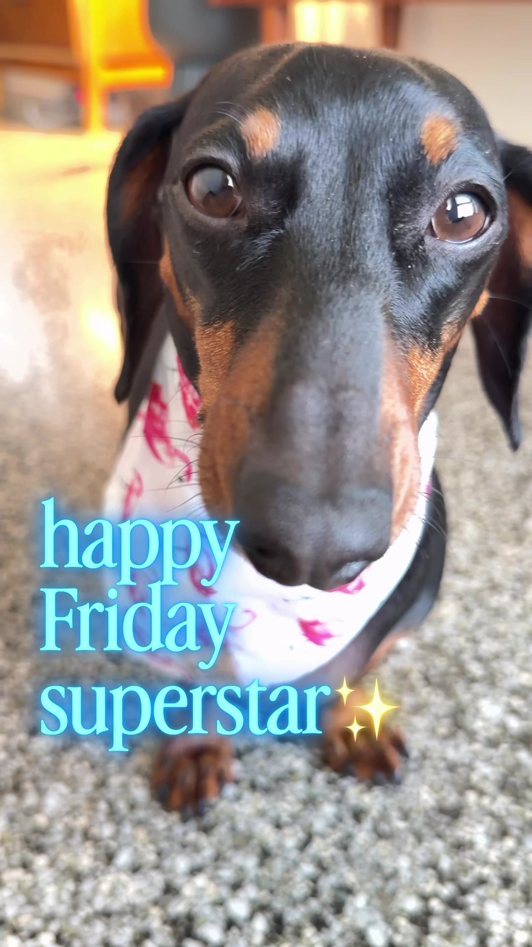 @Penny the Dachshund